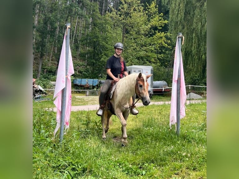 Hafliger Wałach 3 lat 148 cm Kasztanowata in Bayerbach