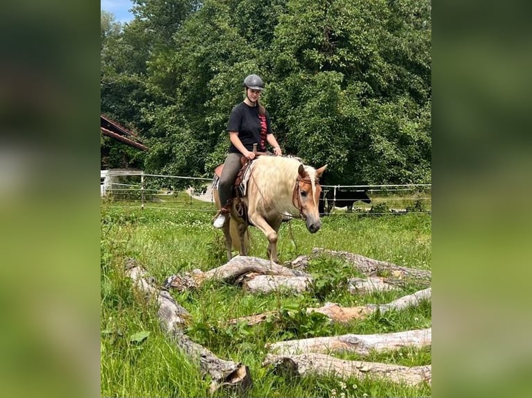 Hafliger Wałach 3 lat 148 cm Kasztanowata in Bayerbach