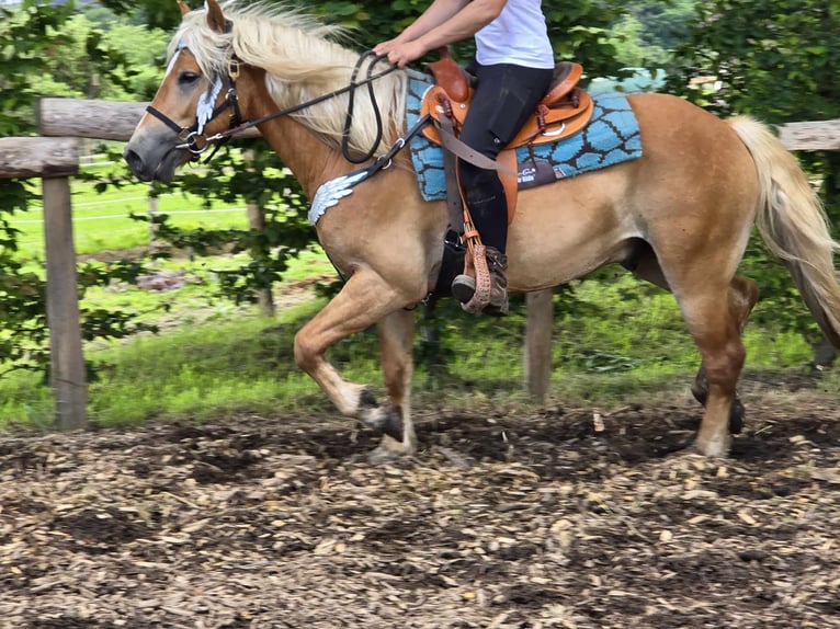 Hafliger Wałach 3 lat 149 cm Kasztanowata in Linkenbach