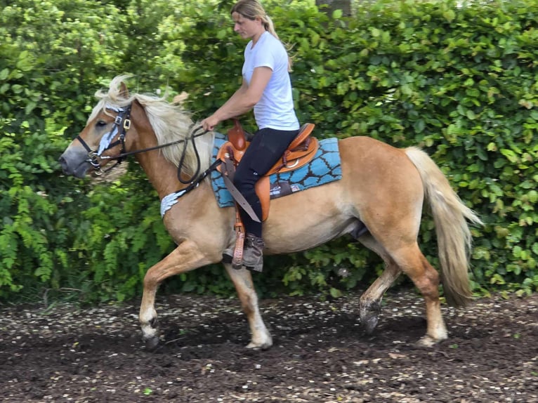 Hafliger Wałach 3 lat 149 cm Kasztanowata in Linkenbach