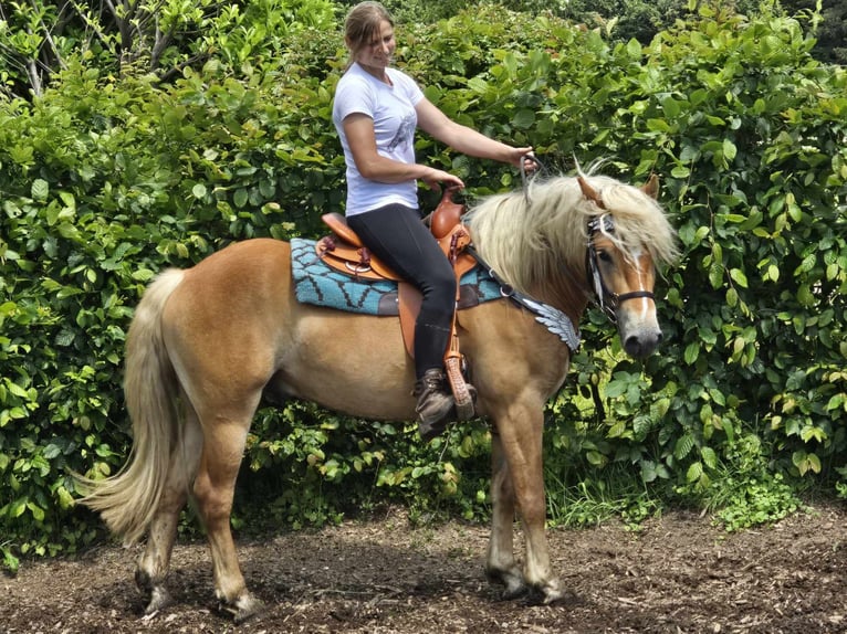 Hafliger Wałach 3 lat 149 cm Kasztanowata in Linkenbach