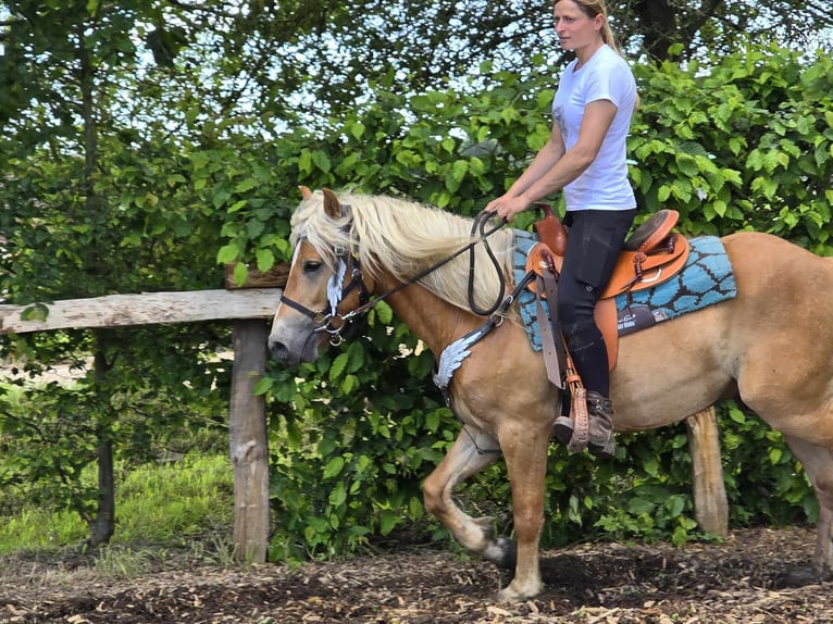 Hafliger Wałach 3 lat 149 cm Kasztanowata in Linkenbach