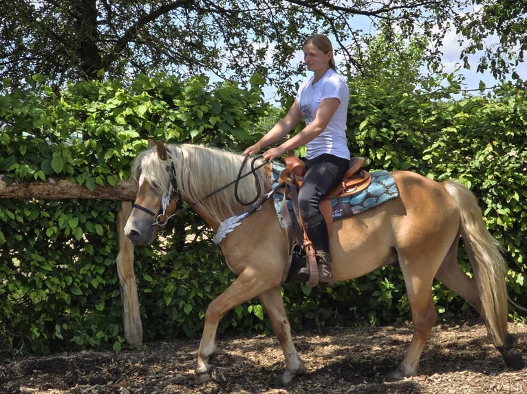 Hafliger Wałach 3 lat 149 cm Kasztanowata in Linkenbach