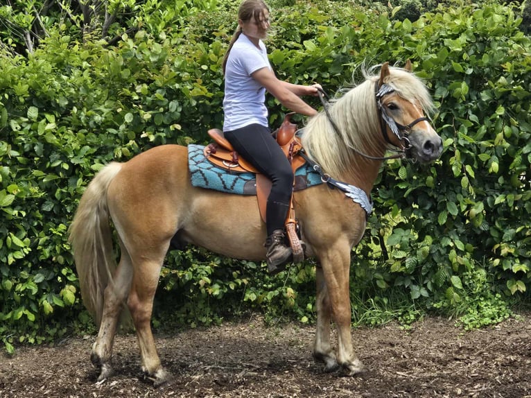 Hafliger Wałach 3 lat 149 cm Kasztanowata in Linkenbach