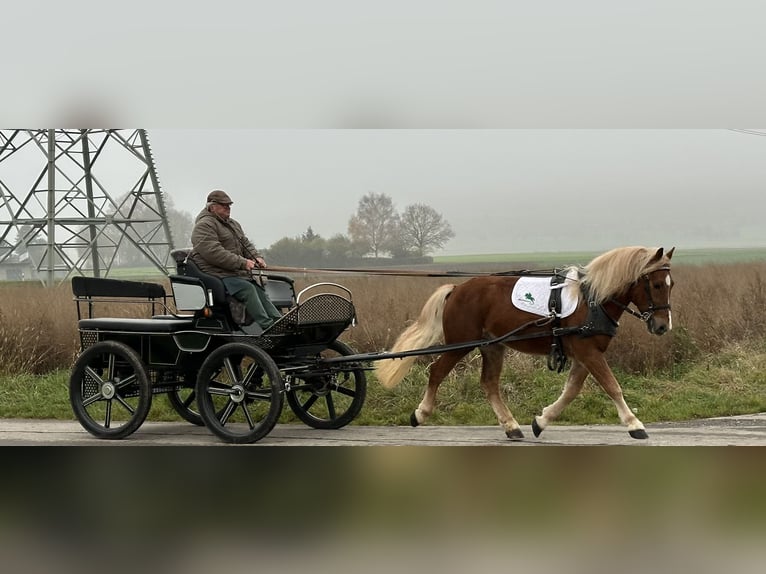 Hafliger Mix Wałach 3 lat 150 cm Kasztanowata in Riedlingen