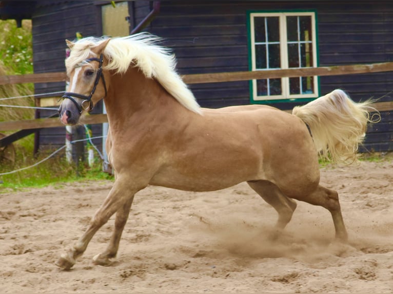 Hafliger Wałach 3 lat 153 cm Kasztanowata in Uelsen