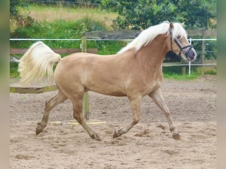 Hafliger Wałach 3 lat 153 cm Kasztanowata in Uelsen