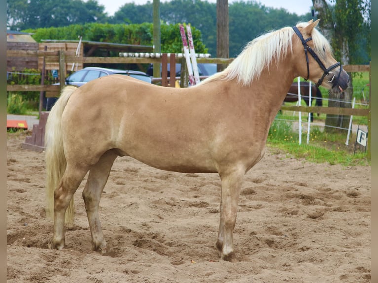 Hafliger Wałach 3 lat 153 cm Kasztanowata in Uelsen