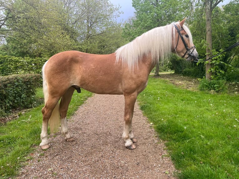 Hafliger Wałach 3 lat 155 cm Kasztanowata in Serooskerke