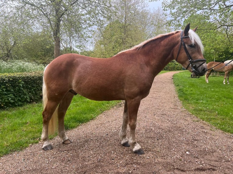 Hafliger Wałach 3 lat 155 cm Kasztanowata in Serooskerke