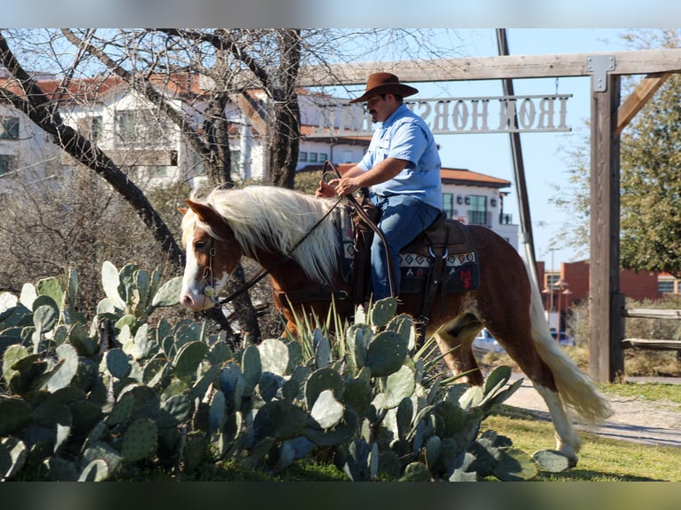 Hafliger Wałach 4 lat 142 cm Cisawa in Stephenville, TX