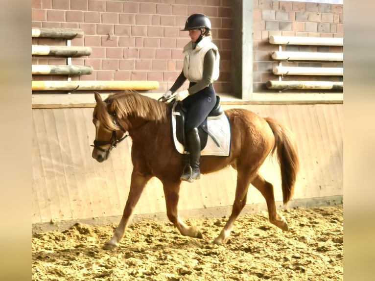 Hafliger Mix Wałach 4 lat 142 cm in Dorsten