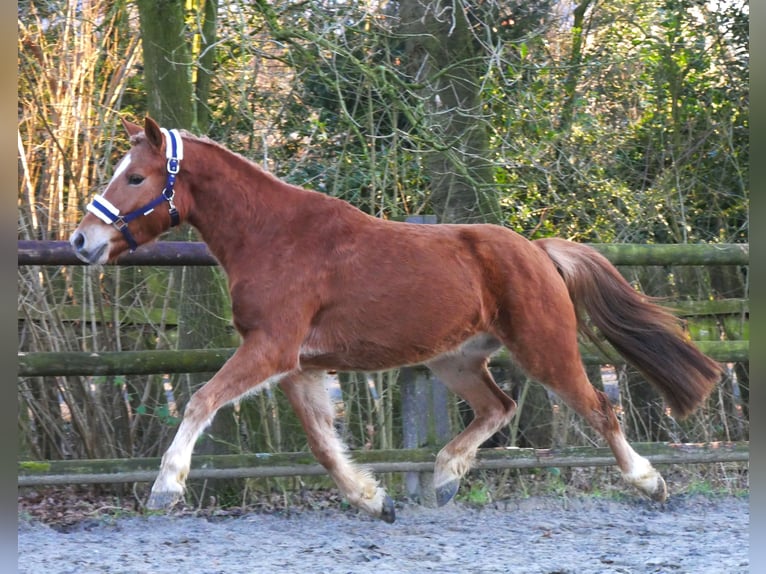 Hafliger Mix Wałach 4 lat 142 cm in Dorsten