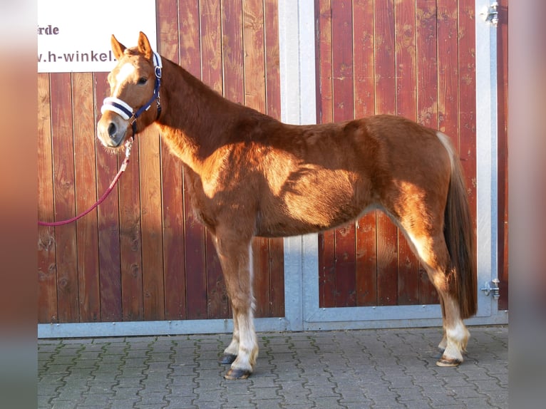 Hafliger Mix Wałach 4 lat 142 cm in Dorsten