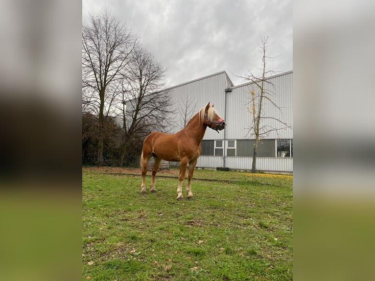 Hafliger Wałach 4 lat 143 cm Kasztanowata in Niederzier