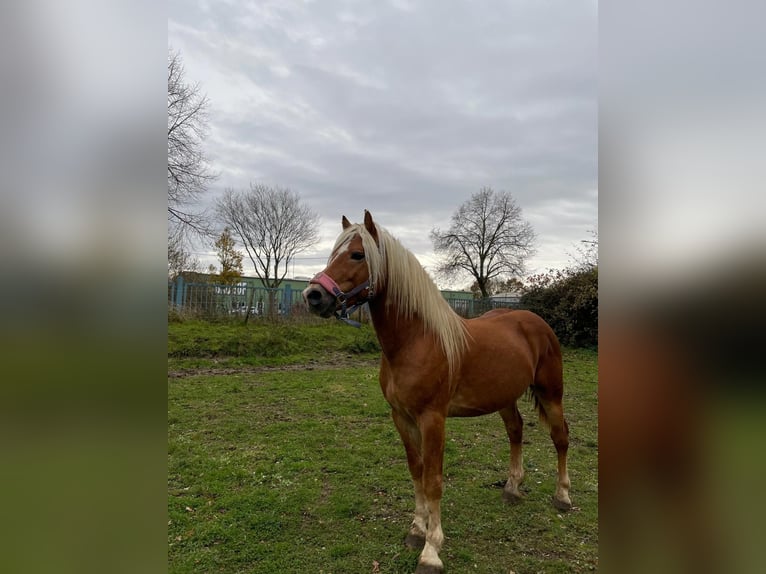 Hafliger Wałach 4 lat 143 cm Kasztanowata in Niederzier