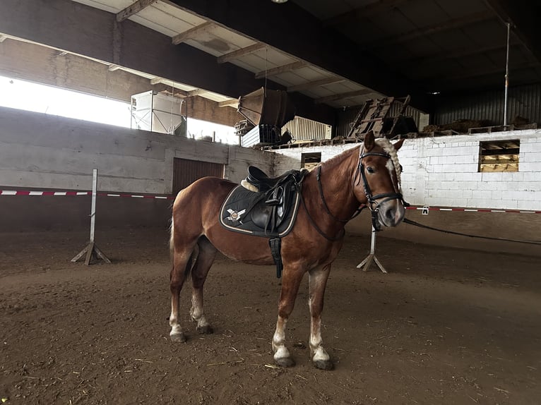 Hafliger Wałach 4 lat 143 cm Kasztanowata in Niederzier