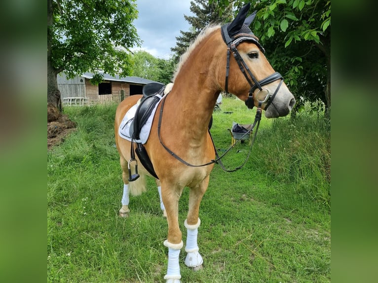 Hafliger Wałach 4 lat 145 cm Kasztanowata in Wermsdorf