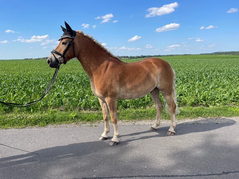 Hafliger Wałach 4 lat 145 cm Kasztanowata in Wermsdorf