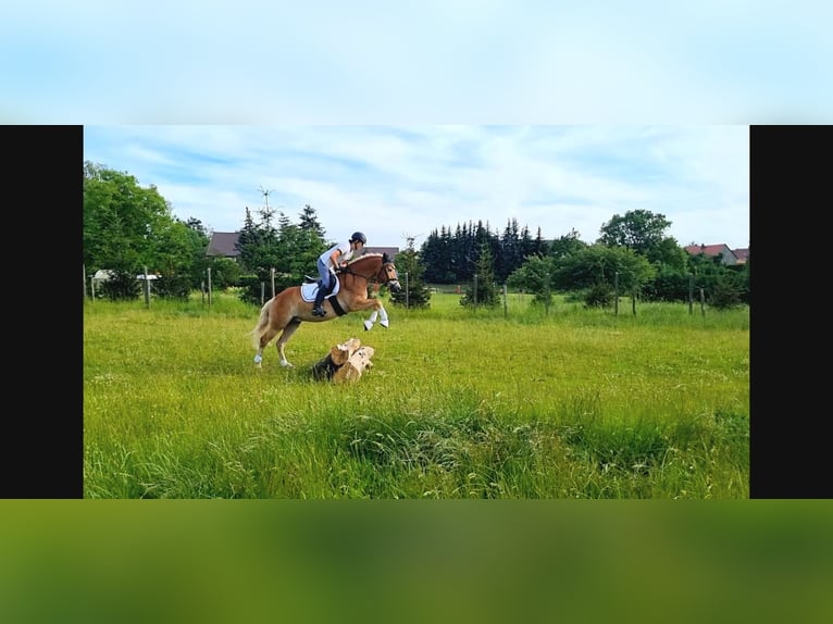 Hafliger Wałach 4 lat 145 cm Kasztanowata in Wermsdorf