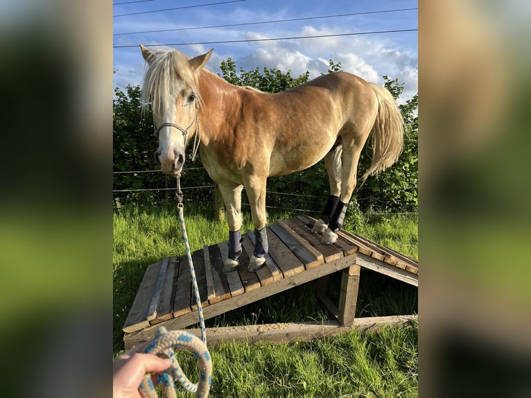 Hafliger Wałach 4 lat 146 cm Izabelowata in St.oswald Bei Fr