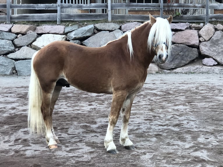 Hafliger Wałach 4 lat 147 cm Kasztanowata in Mainbernheim