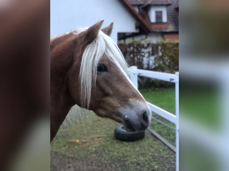 Hafliger Wałach 4 lat 147 cm Kasztanowata in Mainbernheim