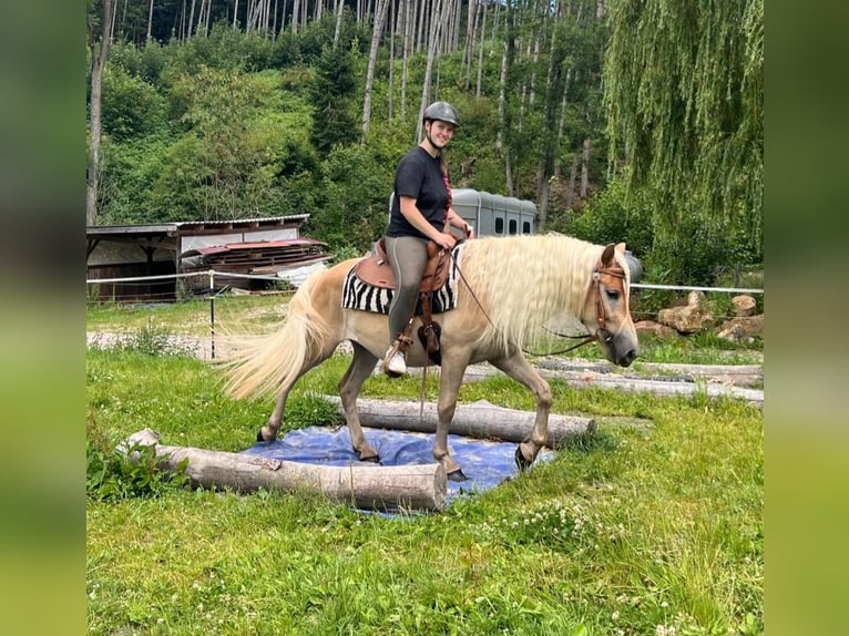 Hafliger Wałach 4 lat 148 cm Kasztanowata in Bayerbach