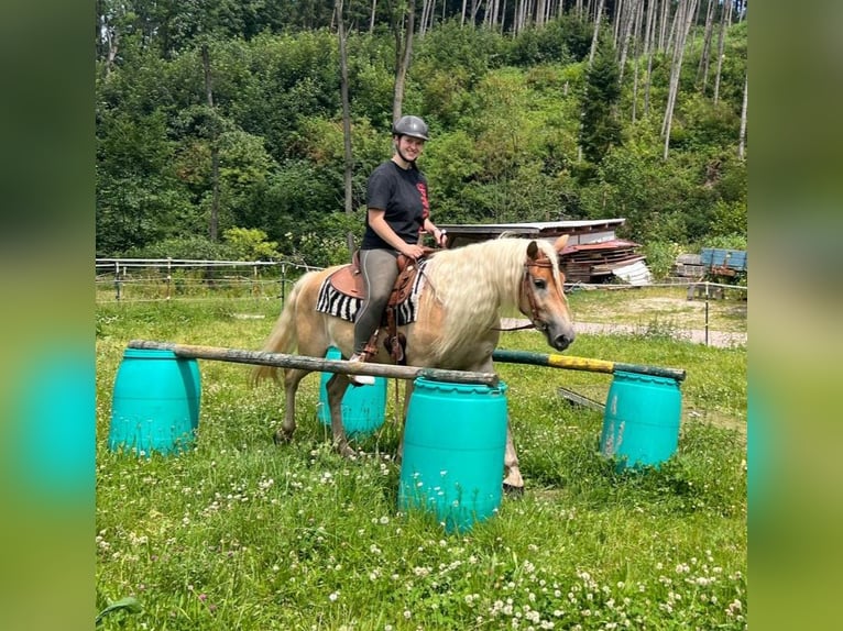 Hafliger Wałach 4 lat 148 cm Kasztanowata in Bayerbach