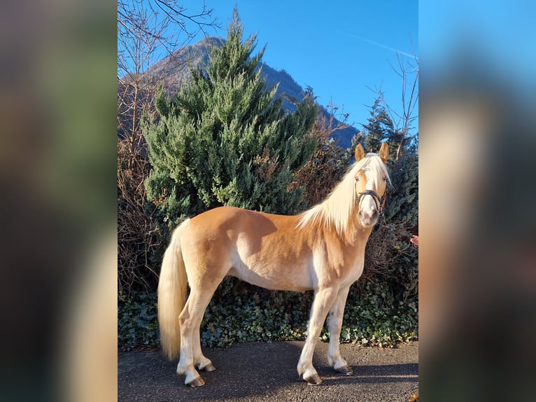 Hafliger Wałach 4 lat 148 cm Kasztanowata in Gummern