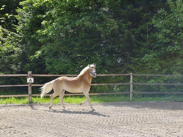 Hafliger Wałach 4 lat 148 cm Kasztanowata in Schleedorf