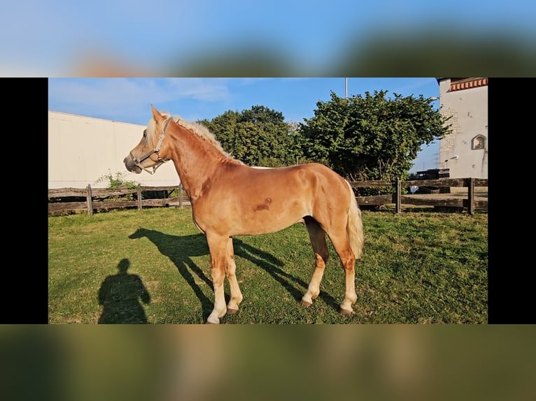 Hafliger Wałach 4 lat 151 cm Kasztanowata in Niederzier