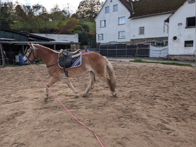 Hafliger Wałach 4 lat 152 cm Kasztanowata in Morsbach