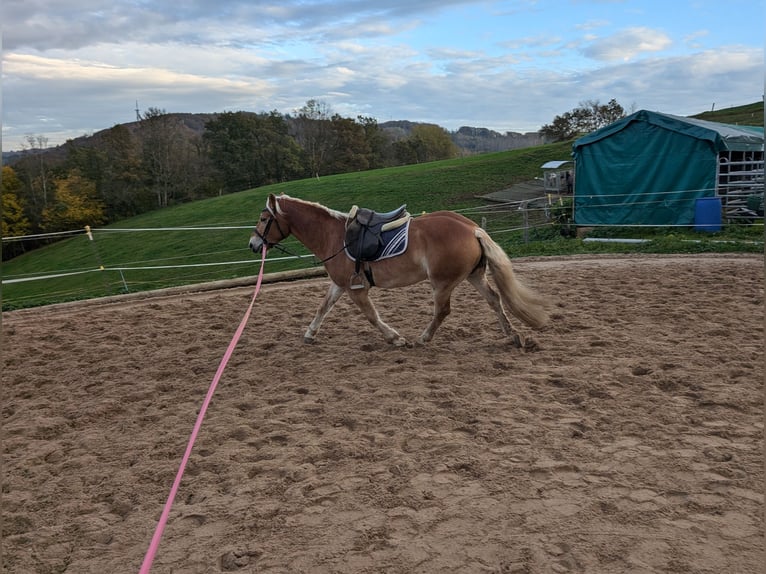 Hafliger Wałach 4 lat 152 cm Kasztanowata in Morsbach