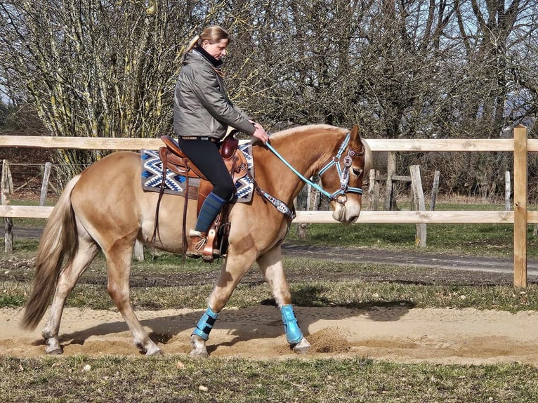 Hafliger Wałach 4 lat 152 cm Kasztanowata in Linkenbach