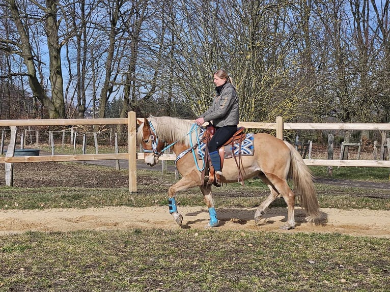 Hafliger Wałach 4 lat 152 cm Kasztanowata in Linkenbach