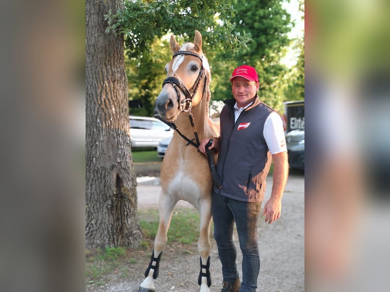 Hafliger Wałach 4 lat 152 cm Kasztanowata in Schleedorf