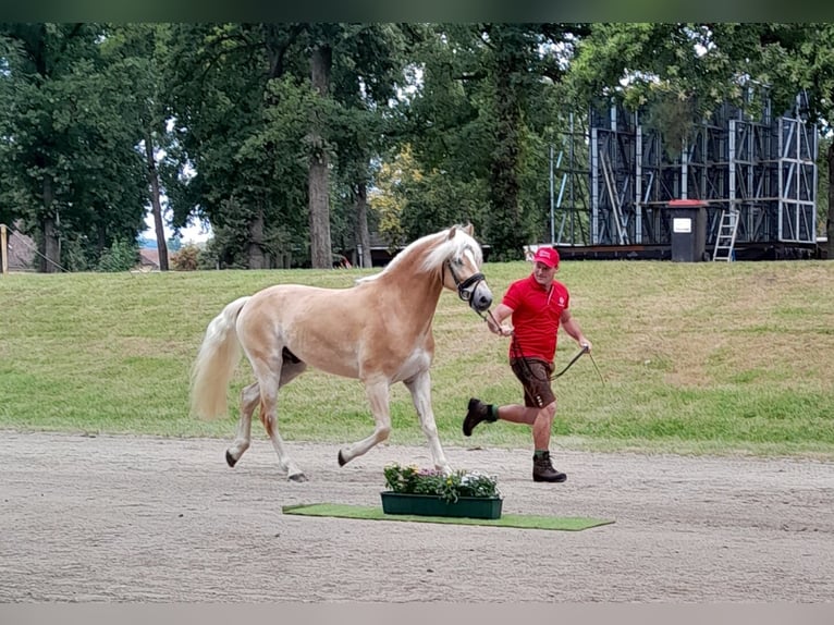 Hafliger Wałach 4 lat 152 cm Kasztanowata in Schleedorf