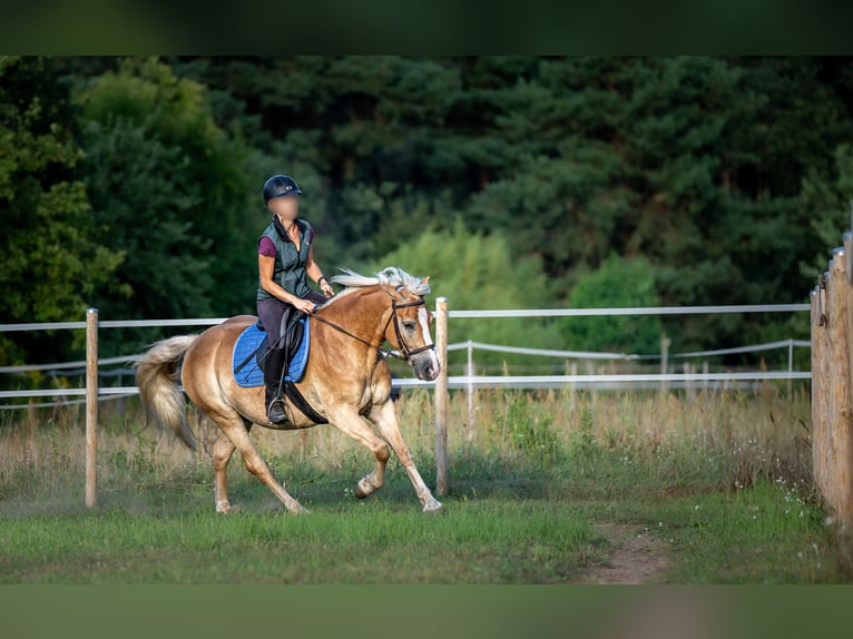 Hafliger Wałach 5 lat 148 cm in Wildenbruch