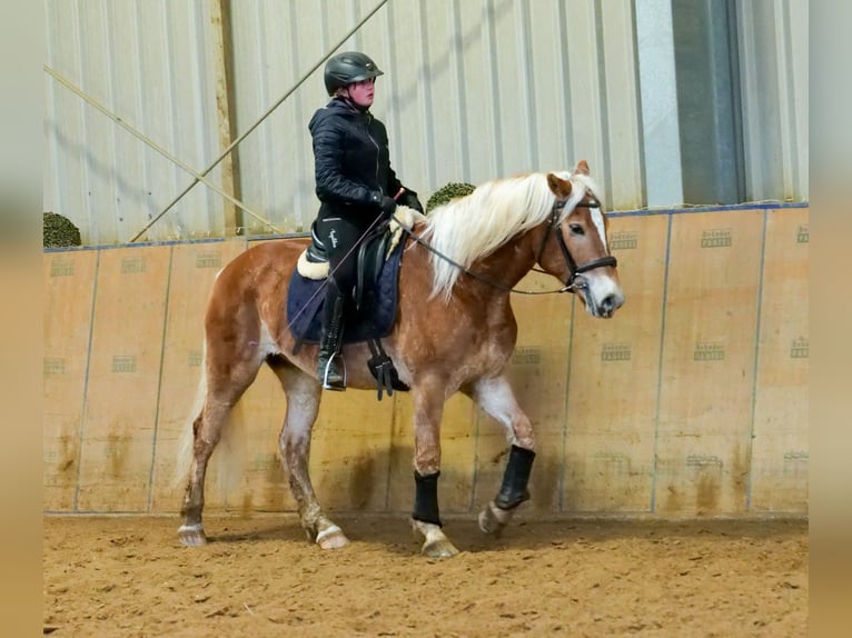 Hafliger Wałach 5 lat 150 cm Kasztanowata in Neustadt (Wied)