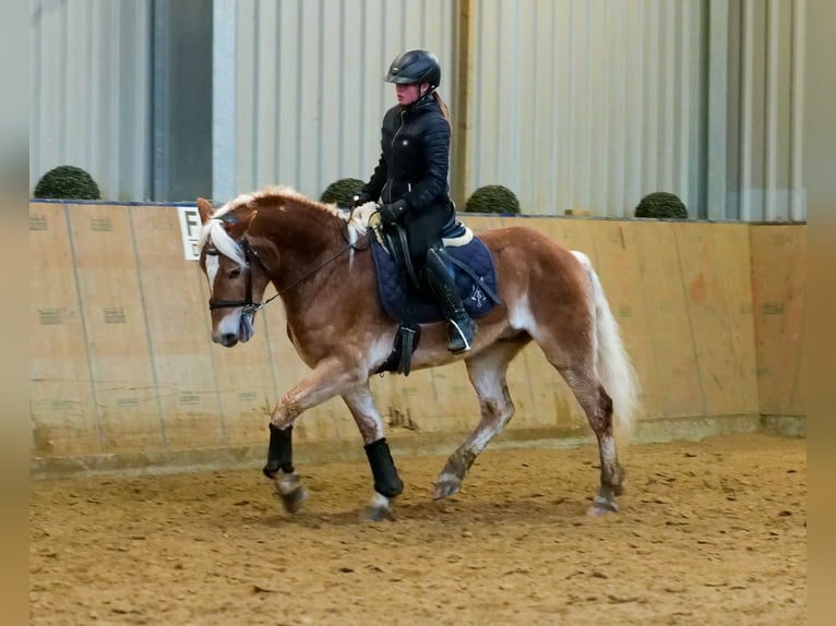 Hafliger Wałach 5 lat 150 cm Kasztanowata in Neustadt (Wied)