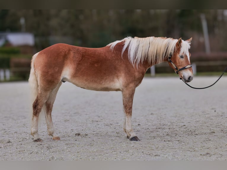 Hafliger Wałach 5 lat 150 cm Kasztanowata in Neustadt (Wied)