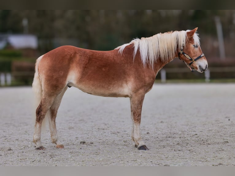 Hafliger Wałach 5 lat 150 cm Kasztanowata in Neustadt (Wied)