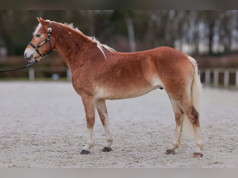 Hafliger Wałach 5 lat 150 cm Kasztanowata in Neustadt (Wied)