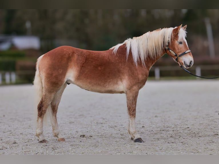 Hafliger Wałach 5 lat 150 cm Kasztanowata in Neustadt (Wied)