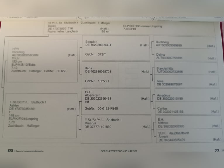 Hafliger Wałach 5 lat 150 cm in Ölbronn-Dürrn