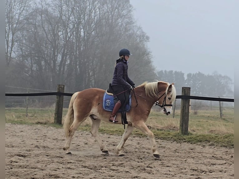 Hafliger Wałach 5 lat 154 cm Kasztanowata in M&#xFC;lheim an der Ruhr