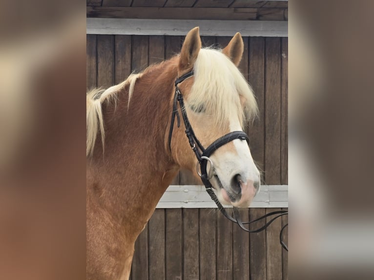 Hafliger Wałach 5 lat 154 cm Kasztanowata in M&#xFC;lheim an der Ruhr