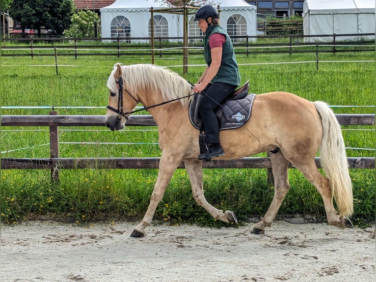 Hafliger Wałach 5 lat 162 cm Kasztanowata in Trachselwald