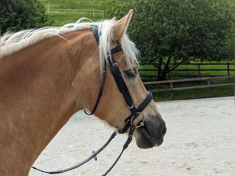 Hafliger Wałach 5 lat 162 cm Kasztanowata in Trachselwald